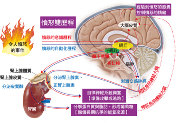 杏仁核主導的情形下，他開始有很多情緒