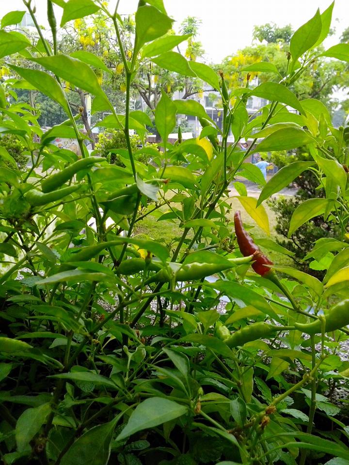 園藝活動成為了一種積極的應對方式